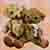 bear-02